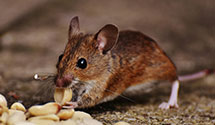 24 Hour & Emergency Exterminators in Strum, WI